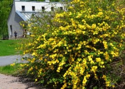 Kerria japonica / Boglárkacserje